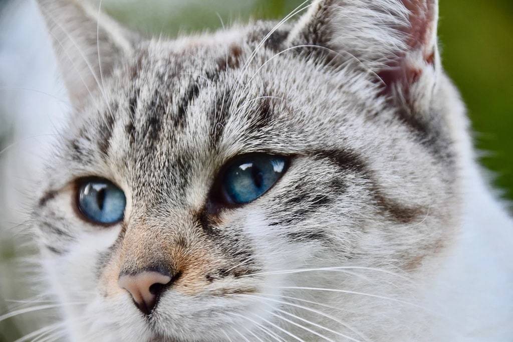 Chat guide : tout ce qu'il faut savoir sur les chats